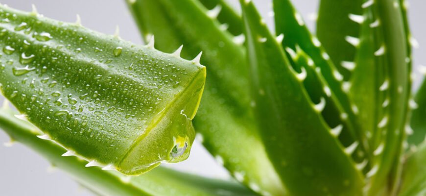 Алое вера: відкрийте лікувальні властивості для вашого здоров’я