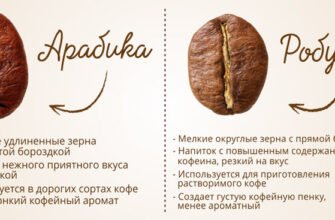 Арабіка vs Робуста: Основні відмінності в кавовій культурі