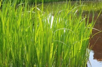 Аїр болотний: незамінні лікувальні властивості для здоров’я