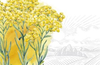 Безсмертник: лікувальні властивості та користь для здоров’я