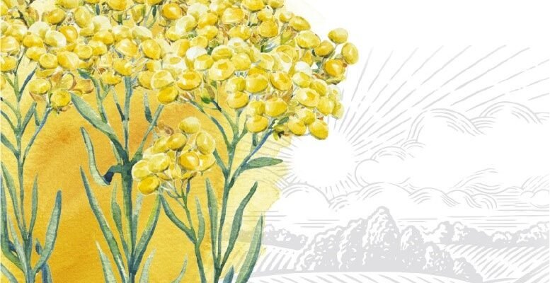 Безсмертник: лікувальні властивості та користь для здоров’я