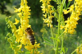 Буркун жовтий: лікувальні властивості та корисні застосування рослини