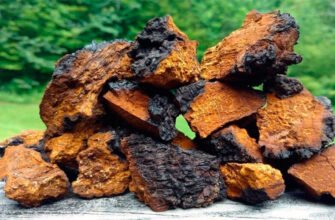 Чага: Властивості та Переваги Лікувального Гриба для Здоров’я