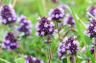 Чебрець: корисні властивості та застосування для здоров’я організму