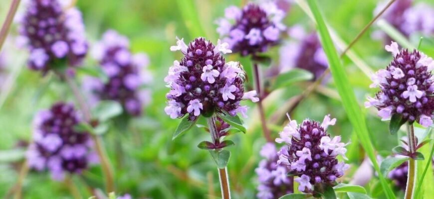 Чебрець: корисні властивості та застосування для здоров’я організму