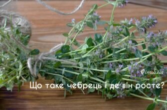 Чебрець: лікувальні властивості та користь для вашого здоров’я