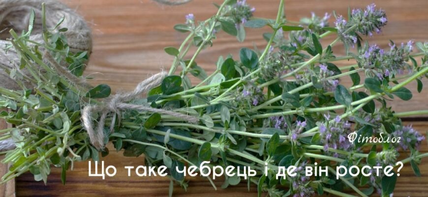 Чебрець: лікувальні властивості та користь для вашого здоров’я