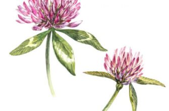 Червона конюшина: лікувальні властивості та використання в медицині