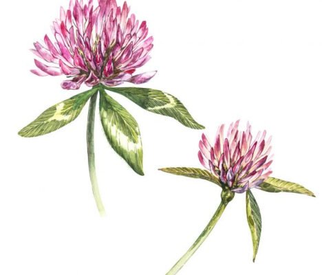 Червона конюшина: лікувальні властивості та використання в медицині