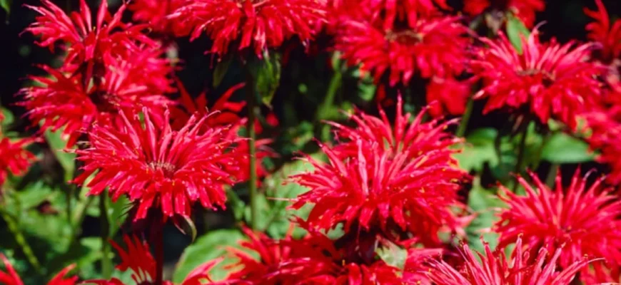 Червона рута: унікальні властивості легендарної квітки України