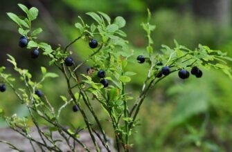 “Чорничник: Лікувальні Властивості Та Користь Для Вашого Здоров’я”
