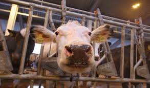 Чи безпечно вживати молоко від корови, хворої на лейкоз: ризики і факти