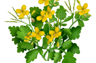 Чистотіл: Лікувальні Властивості та Використання у Народній Медіцині