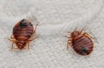 Ефективна дезінфекція від клопів: методи боротьби та профілактика
