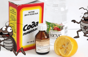 Ефективні домашні засоби від тарганів: позбутися шкідників назавжди