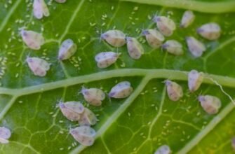 Ефективні методи боротьби: вибір та застосування яду від білокрилки