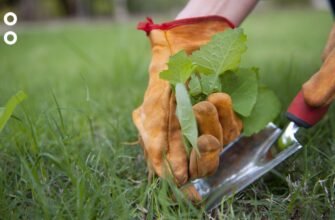 Ефективні методи боротьби з бур’янами на газоні: обираємо найкращий засіб