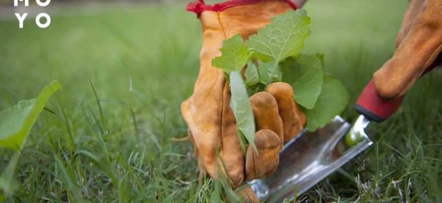 Ефективні методи боротьби з бур’янами на газоні: обираємо найкращий засіб