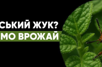 Ефективні методи боротьби з колорадським жуком: логус як рішення