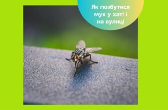 Ефективні методи боротьби з мухами в приміщенні: поради та засоби