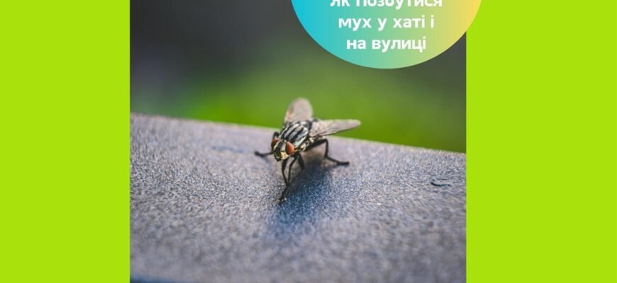 Ефективні методи боротьби з мухами в приміщенні: поради та засоби