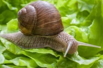 Ефективні методи боротьби з нашестям слимаків: поради й засоби