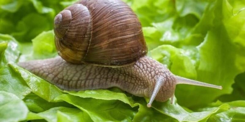 Ефективні методи боротьби з нашестям слимаків: поради й засоби