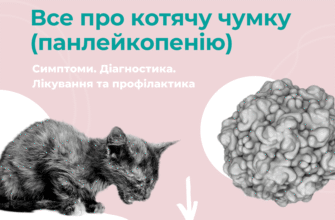 Ефективні методи лікування чумки у котів: покрокова інструкція