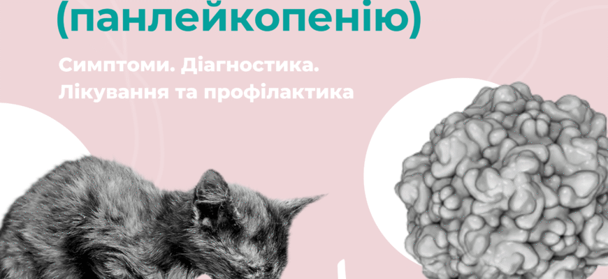 Ефективні методи лікування чумки у котів: покрокова інструкція