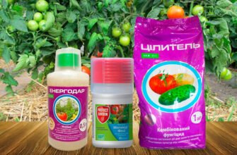 Ефективні препарати для боротьби з фітофторою на помідорах