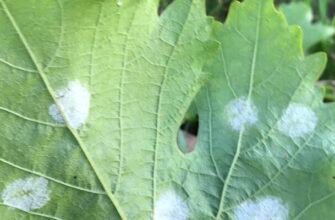 Ефективні препарати для боротьби з мілдью: огляд та рекомендації