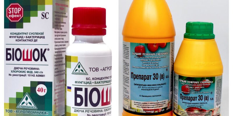 Ефективні препарати для боротьби з моніліозом: захист саду від хвороби