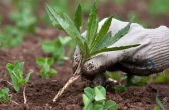 Ефективні стратегії очищення цвинтаря від бур’янів: поради та методи