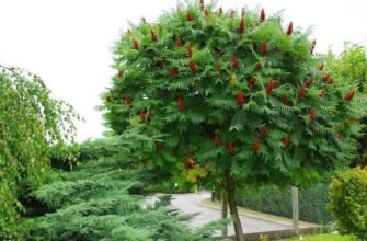 Ефективні властивості оцтового дерева: корисні застосування та вплив