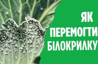 Ефективні засоби проти білокрилки: як захистити капусту від шкідника