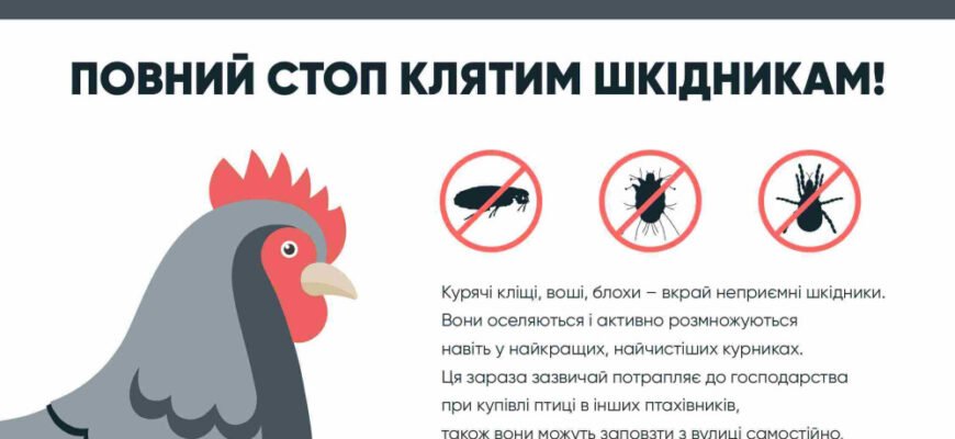 Ефективні засоби проти курячих бліх: як захистити своїх птахів