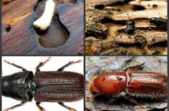 Ефективні засоби та методи боротьби з короїдом для захисту дерев