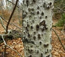 Ефективність кори осики в лікуванні глистів: користь і застосування