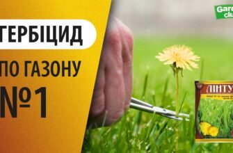 Ефективний гербіцид для газону: звільніть ділянку від бур’янів!