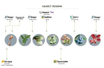 Ефективний захист лохини: як уберегти врожай від хвороб та шкідників