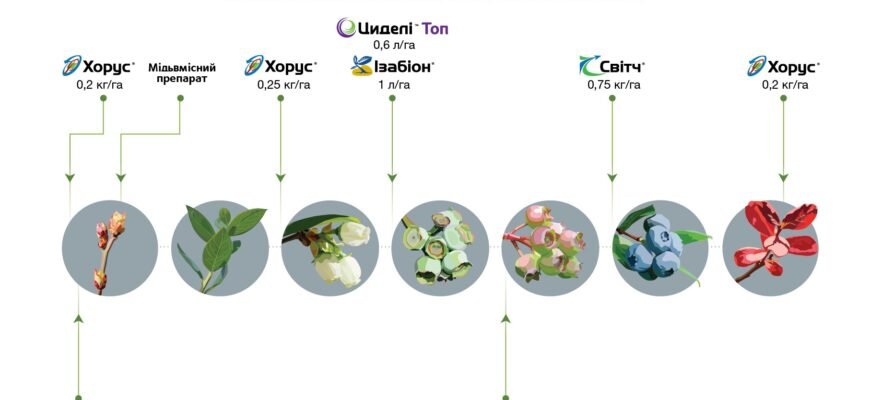Ефективний захист лохини: як уберегти врожай від хвороб та шкідників