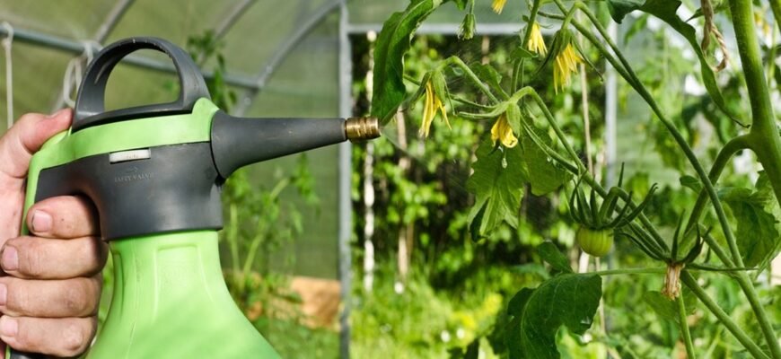 Ефективний засіб проти фітофтори: оберіть найкращий препарат для захисту рослин