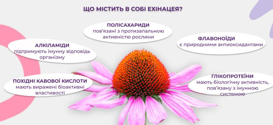 Ехінацея: основні лікувальні властивості та користь для здоров’я