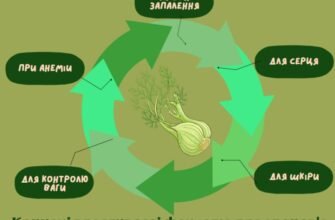 Фенхель: лікувальні властивості та користь для вашого здоров’я