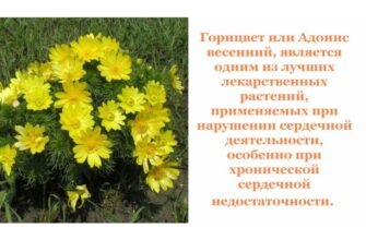 Горицвіт: лікувальні властивості, користь та застосування в медицині