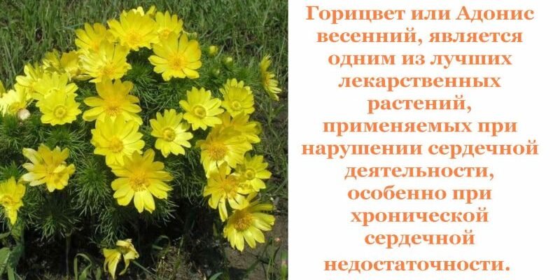 Горицвіт: лікувальні властивості, користь та застосування в медицині