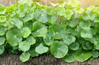 “Готу кола: унікальні властивості та користь для здоров’я людини”