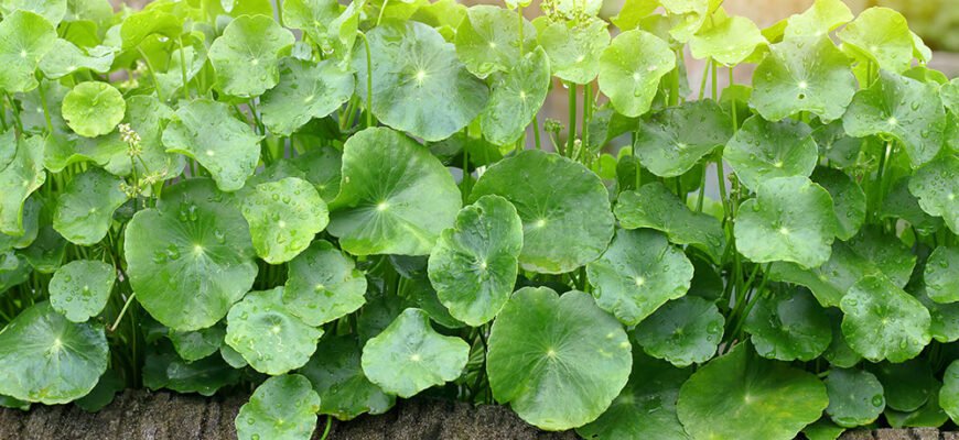 “Готу кола: унікальні властивості та користь для здоров’я людини”