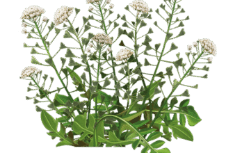 “Грицики: лікувальні властивості та користь для вашого здоров’я”