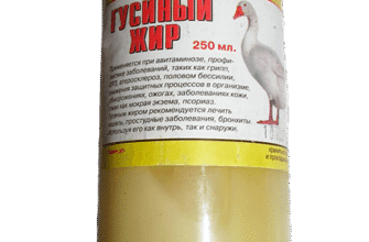 Гусячий жир: лікувальні властивості та застосування в народній медицині